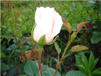 1efa60ed-Picture 011.jpg